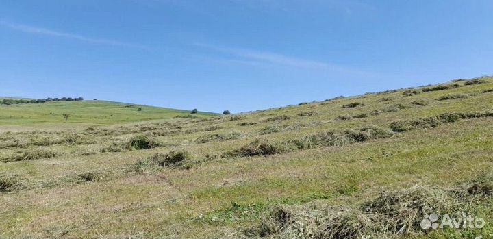 Сено разнотравье