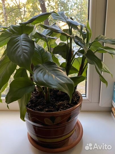 Цветок в горшке