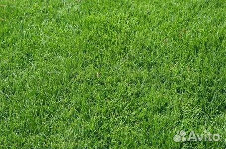 Укладка Рулонного газона