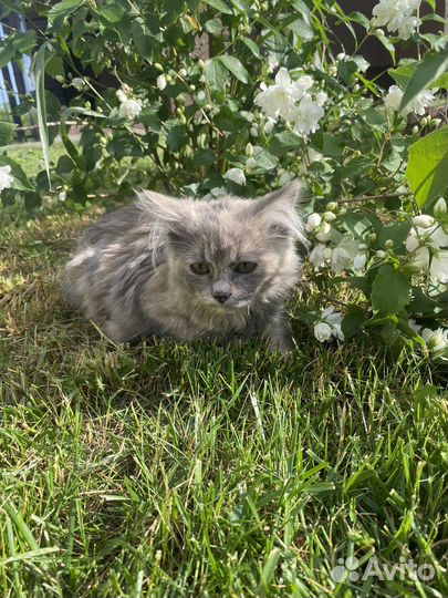 Котенок девочка сибирячка