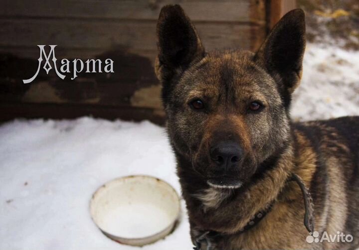 Собака в добрые руки