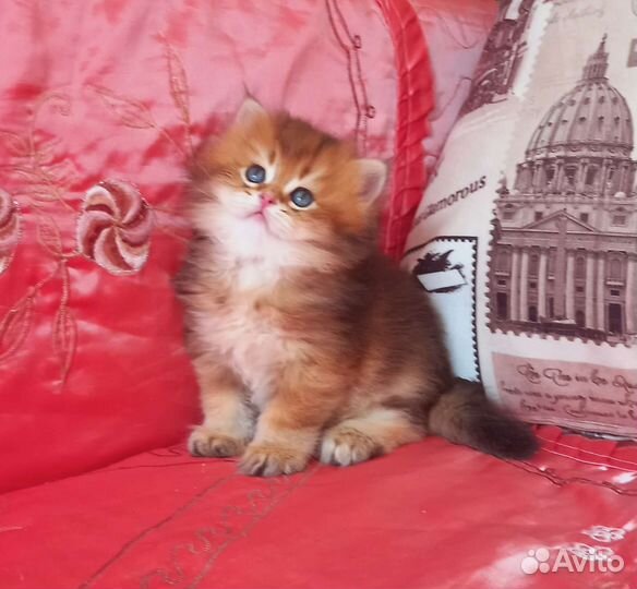 Британский принц