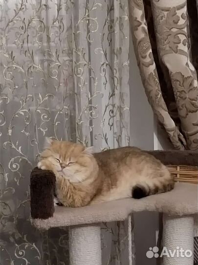 Британский клубный кот вязка