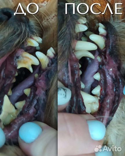 Стрижка собак и кошек