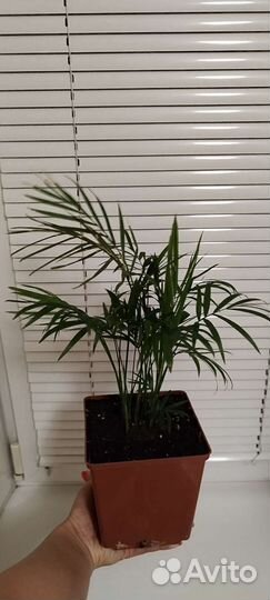 Комнатные растения цветы