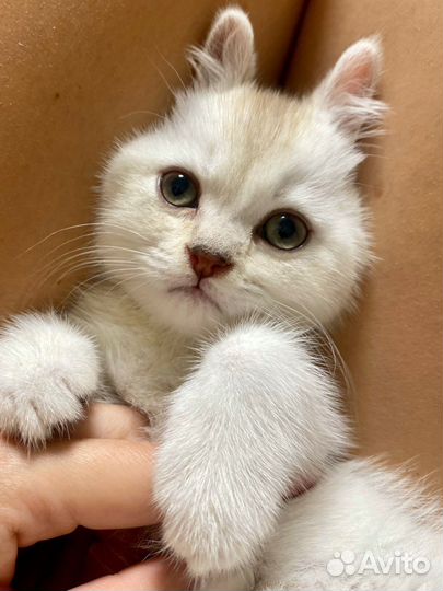 Шотланский котенок AY25