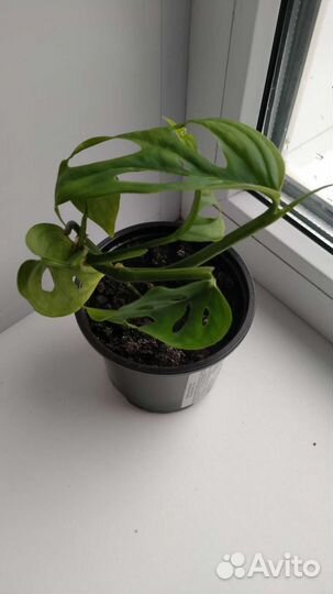 Монстера манки маск