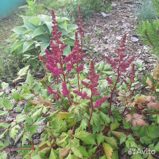Астильба цветущая
