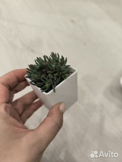 Суккуленты