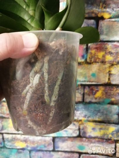 Орхидея фаленопсис