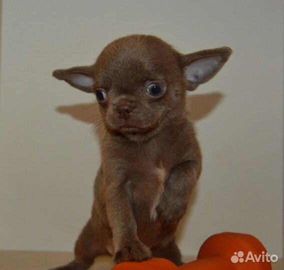 Чихуахуа курносые, лиловые малыши