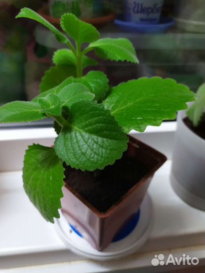 Комнатные растения