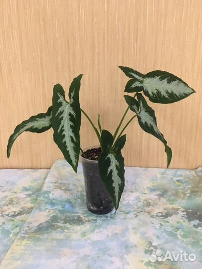 Сингониум Вендланда