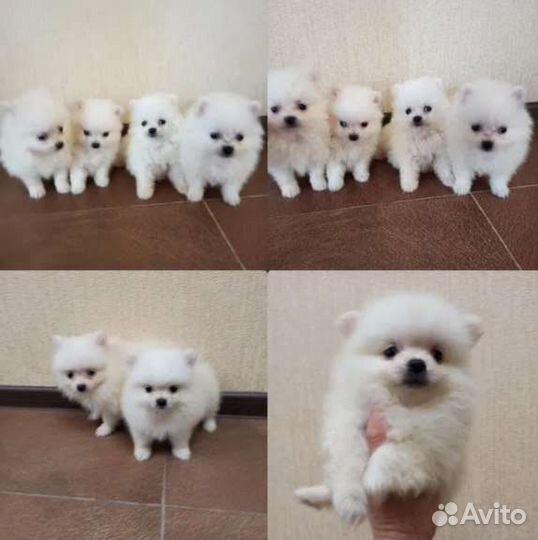 Щенки померанского шпица