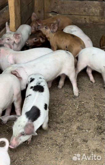 Поросята крупно белая и дюрок