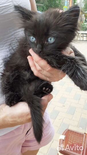 Кошка черная пушистая