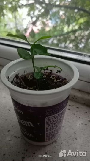 Рассада Мандаринов