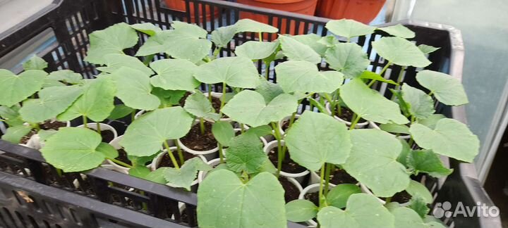 Рассада огурцов