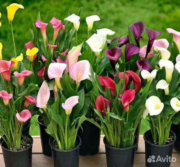 Клубни каллы