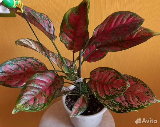 Аглаонема Flover