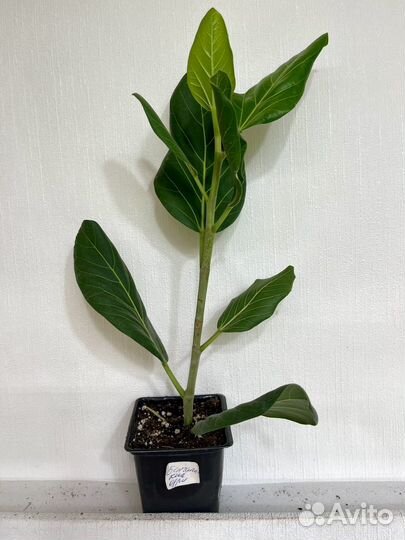 Фикус Бенгальсий Одри