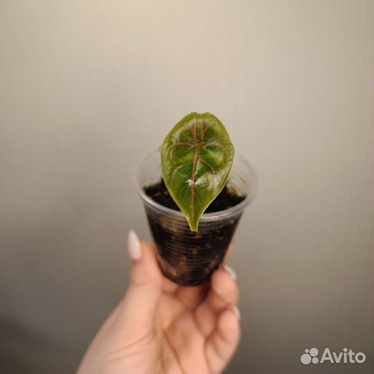 Алоказия купрея / медная