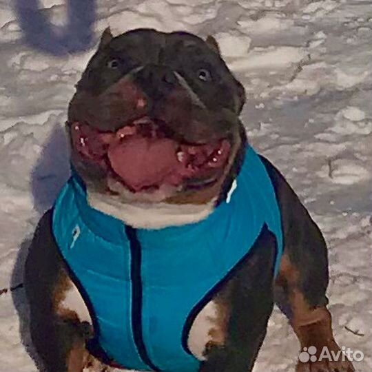 Американский Булли,вязка