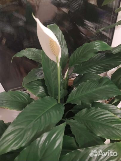 Спатифиллум или 