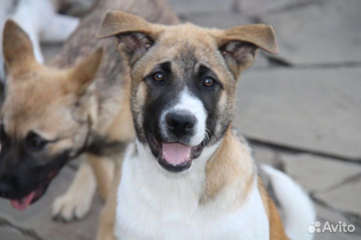 Щенки американской акиты