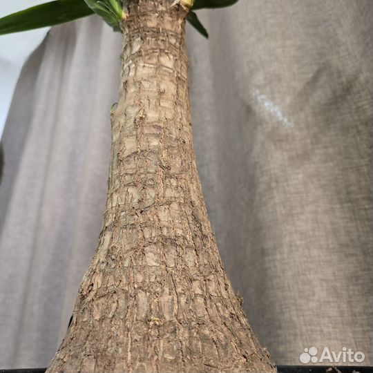 Юкка слоновая Элефант