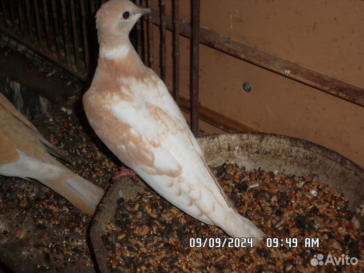 Птенец смеющейся горлицы