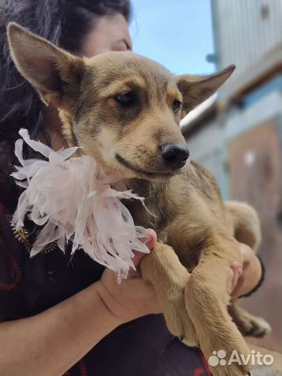 Щеночки в добрые руки