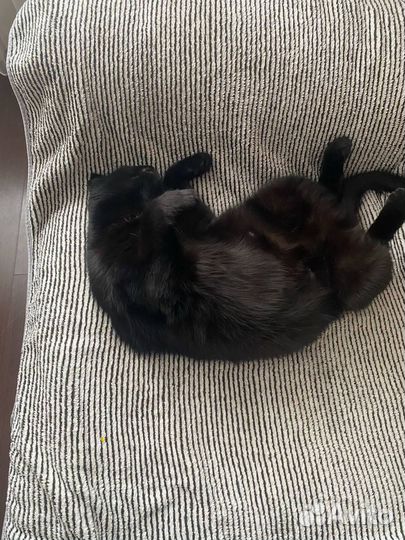 Отдадим кошку в добрые руки