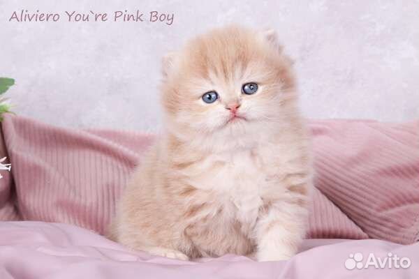 Британский малыш Эксклюзивного окраса