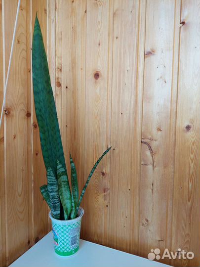 Тещин язык Сансевиерия