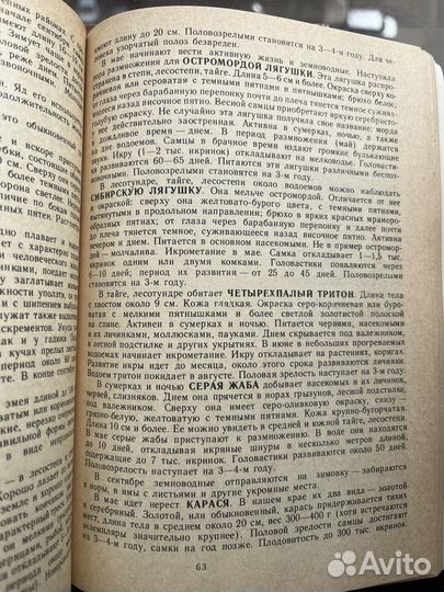 Край мой, многоликий