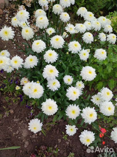 Более 100 видов растений