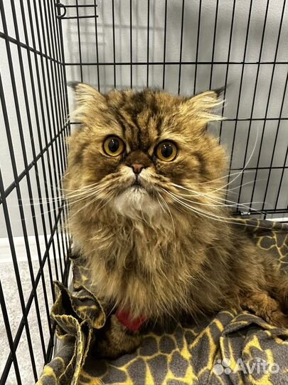 Кастрация/стерилизация кошек/собак