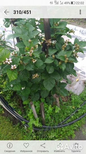 Ежевика без шипов