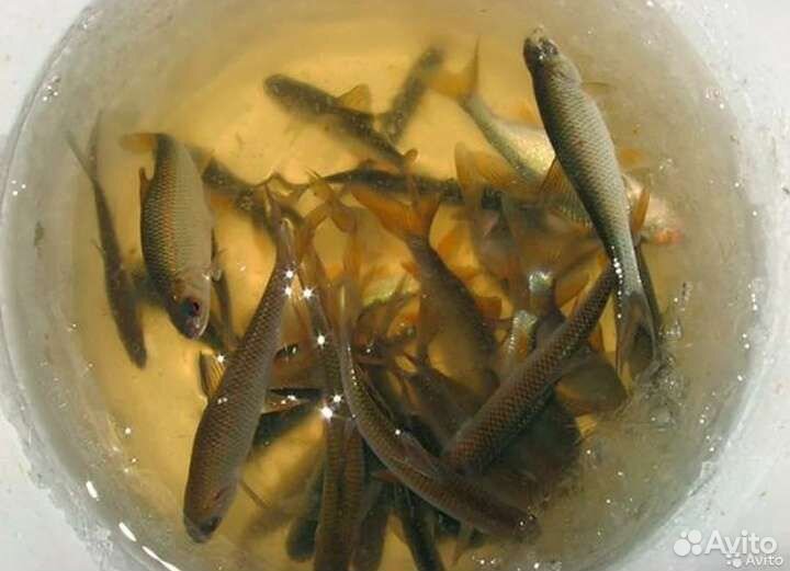 Живец карась плотва пескарь