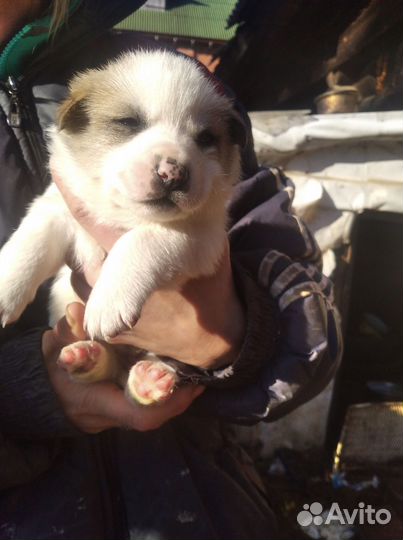 Щенки хаски