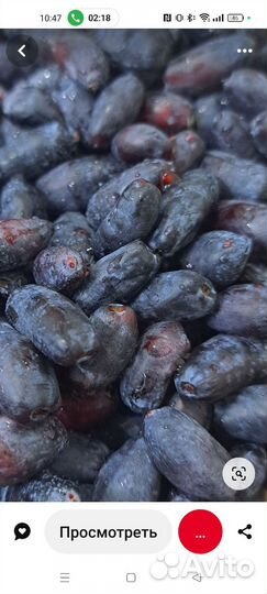 Жимолость ягоды