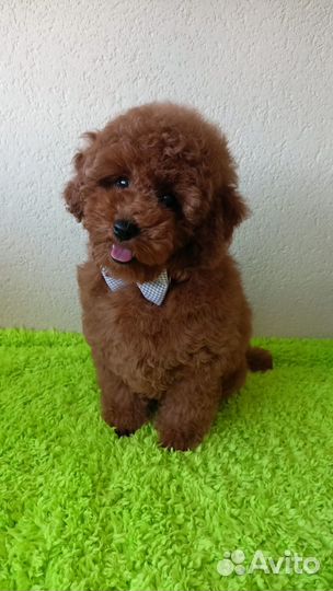 Миниатюрный пудель щенки