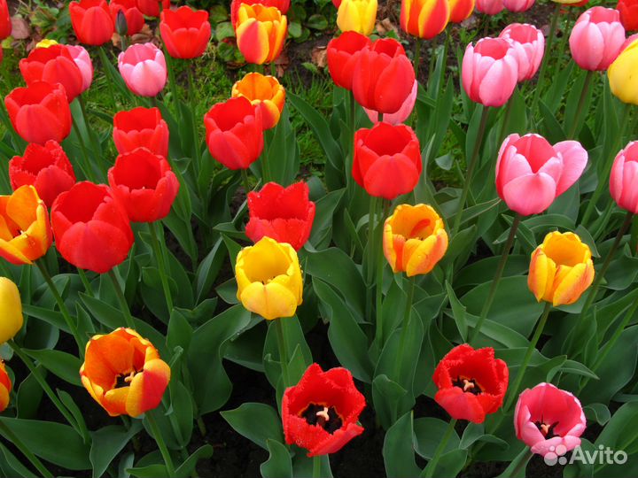 Тюльпаны