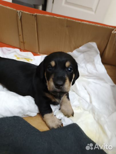 Щенок таксы