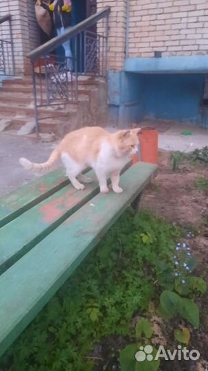 Кошки ищет хозяина