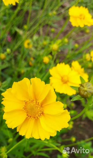 Садовые растения