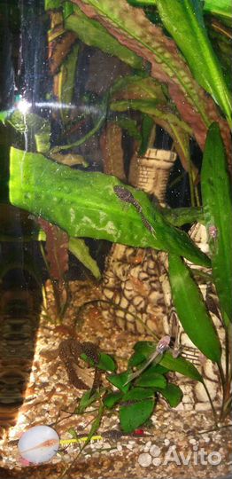 Сомики анциструсы вуалевые тигровые и альбиносы