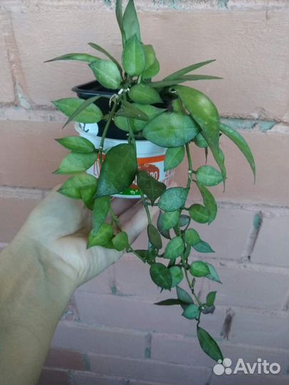 Продам хойи