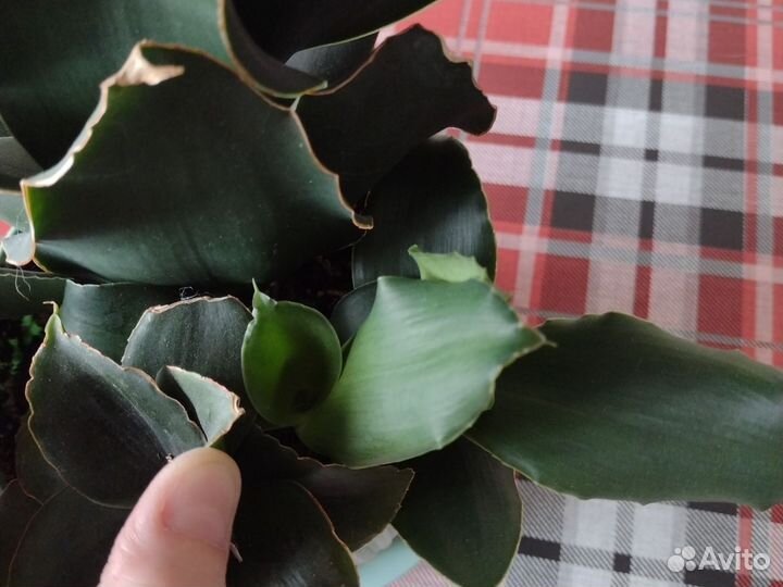 Сансевиерия стар роуз